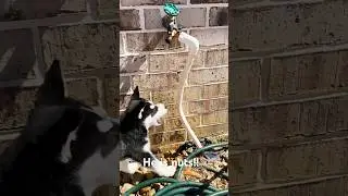 Thor #funny #thor #puppy  #fyp #fypyoutube #doglife #husky