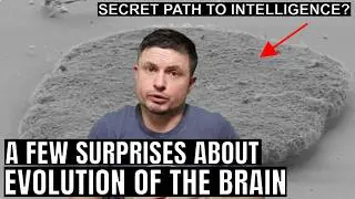 New Discoveries Challenge Everything We Knew About Brain Evolution