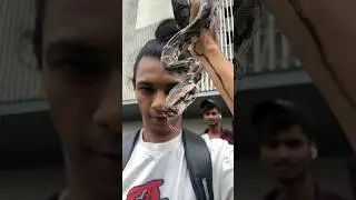 BEAUTIFUL BABY PYTHON  #shorts #snake #india #wildlife