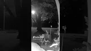 Silly Skunk Fail