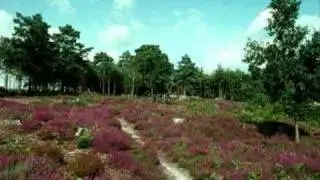 'The Sounding' ( the Nightjar song)