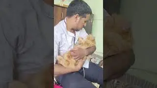 ####menu cat