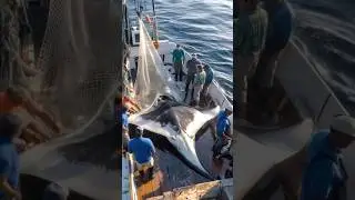 Untangling a Sea Pancake: Manta Ray Rescue Squad in Action! #animals #wildlife