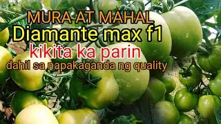 ITO YONG SINABE KONG DIAMANTE MAX F1 MALAKI ANG MGA BUNGA. Benstv20