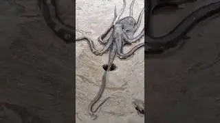 Octopus 🐙 Amazing view #ytshorts #octopus #animals #foryou #wildlifeentertainment