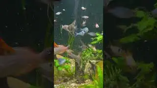 Feeding frenzy fish tank