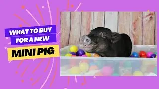 Everything You Need for a New Mini Pig