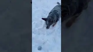 In like a lion ❄️ #blueheeler #cattledog #heeler #australiancattledog #bluey