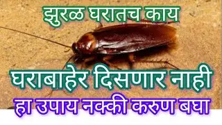 झुरळ घरातच काय घराबाहेर पण दिसणार नाहीत हा उपाय नक्की करून बघा