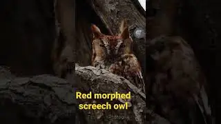 Red-morphed Eastern Screech Owl