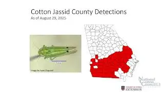 Chad Brewer Shares Important Information about the Emerging Threat of Cotton Jassid