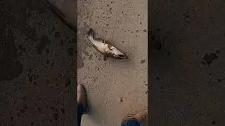 My SECRET Simple Catfish Bait Ingredients
