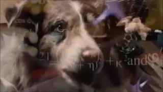 Dog Says Mama *Evolution Version*