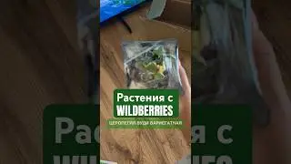 Растения с Wildberries, растения с маркетплейса, Церопегия Вуди вариегатная #растения #обзор #вб