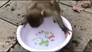 Komty