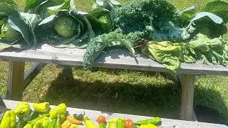 Homegrown vegetables from the garden