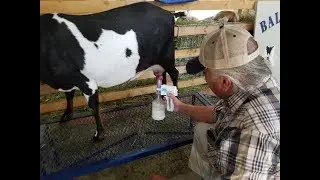 Ultimate Ez Electric & Udderly Ez Hand  milking Goats in Spanish