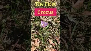 First signs of spring! #crocus and #snowdrop