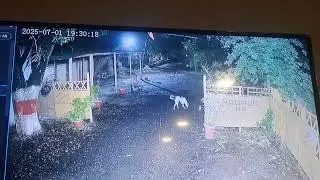 Leopard attacks a Dog at Katol Naka square near Gorewada forest, Nagpur