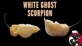 White Ghost Scorpion Pepper Review  from Gregg Woods 
