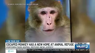 Escaped Jasper County monkey finds new home at New Jersey animal refuge
