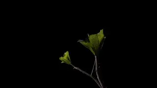 Slow-mo cotton buds #3d #animation #flowers #meditation #blender
