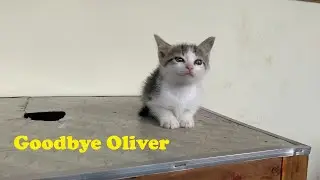 Котенок на Голодной улице громко мяуканет на улице в поисках еды