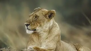 Lioness and Cub - 4K clip