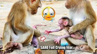P00r leg baby monkey trying to walk and falls f-e-a-r cr-yi-ng, Mum takes care of baby