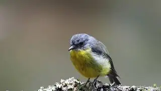 Eastern Yellow Robin Calling to the Baby   Californian Redwoods