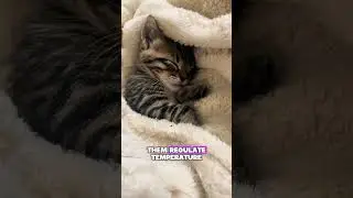 Why Cats Change Sleeping Spots Often