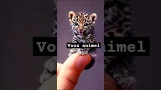#micro animal creature