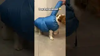 Perfect after shower or any other wet activity #pet #dogdryer #dogbath #hairdryer #viral