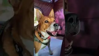 Is this something that our dogs can remember even across the rainbow? #camping #campingwithdogs
