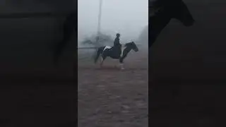 Horse training. Show jumping #horses