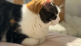 Life with cats is a quiet life. No crying, no barking, no screaming. Just meow meow and play 🤣