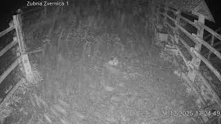 Zubria zvernica (cam212) 21.12.2025 o 17:28