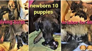 German Shepherd x Labrador / Dog First Time Giving Birth to 10 Pups / Natural Home Dog Birth