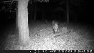 Prase divok&eacute; #wildlife #wildboar #fotopast #wildanimals #wildpigs 