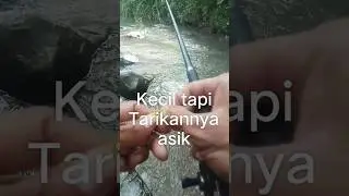 Kecil tapi asik #mancing #macingdasaran #macingdasaran