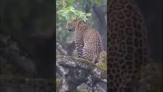 #leopard #kabini #wildlife #nature