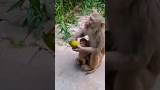 mango eating monkey #monkeyvideo #monkey #bandar