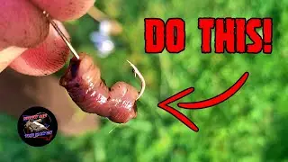Baiting&nbsp;Worms&nbsp;Like&nbsp;This&nbsp;is&nbsp;Money! | Best Bait for Bluegill