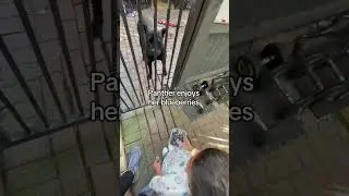 Соседский ребёнок хочет покормить собак