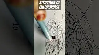 Structure of chloroplast #biology #humanbiology #plants #physiology #cbse #cbseboard