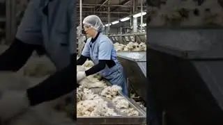 How wool Is Made Full Sheep-to-Textile  Processing Journey...