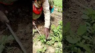 Vegetable Forcing needs Special Care (Weeding) #shorts