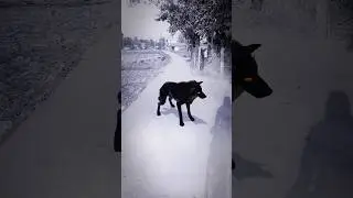 Wolf dancing 😱 #troll #asthetic #wolf #shorts #dance #viral