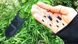 What Experts Don't Want You to Know About Forest Insect Hunting