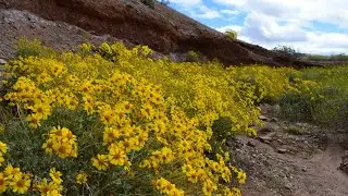 Coronavirus PSA by Encelia farinosa